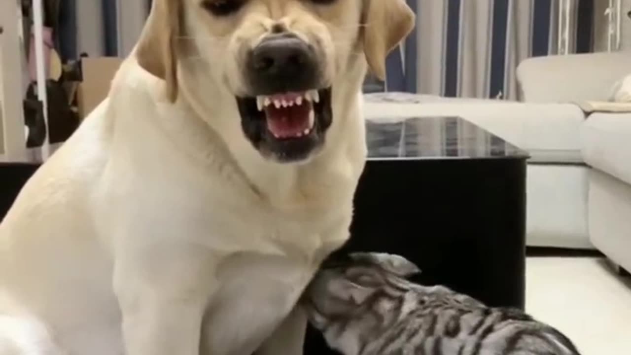 Funny Cat and Dog