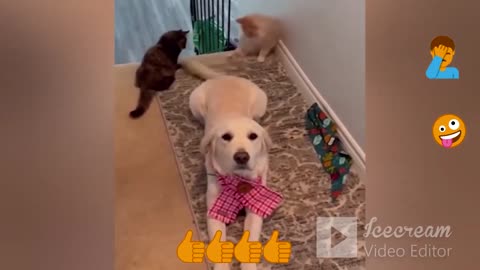 Super Funniest Animals 2023 - Funny Cats & Dogs - Funny Animals Video #23