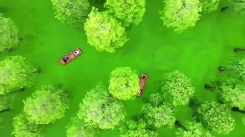 Enter this floating forest