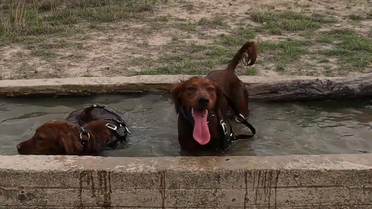 Training with My Young 2yo Bird Dog