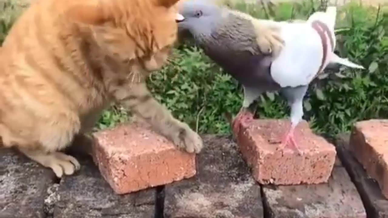 Funny animal video