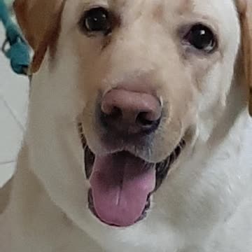 Playful Labrador loves to oink her piggy while swimming