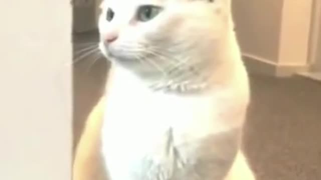 Funniest Cats And Dogs Video The Best FUNNY