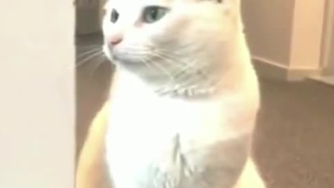 Funniest Cats And Dogs Video The Best FUNNY