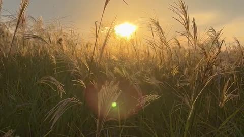 Sunset seen from the reed forest