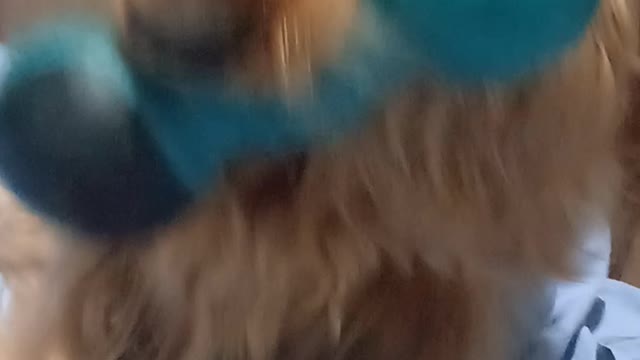 GOLDENDOG2022