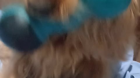 GOLDENDOG2022