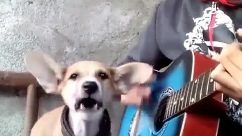 Wow dog song