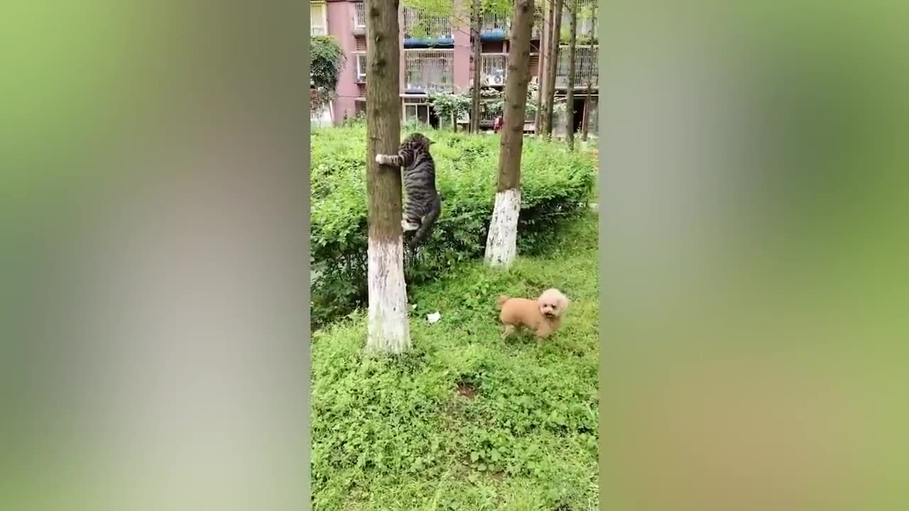 funny animal part 2