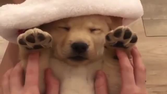 Cute puppies
