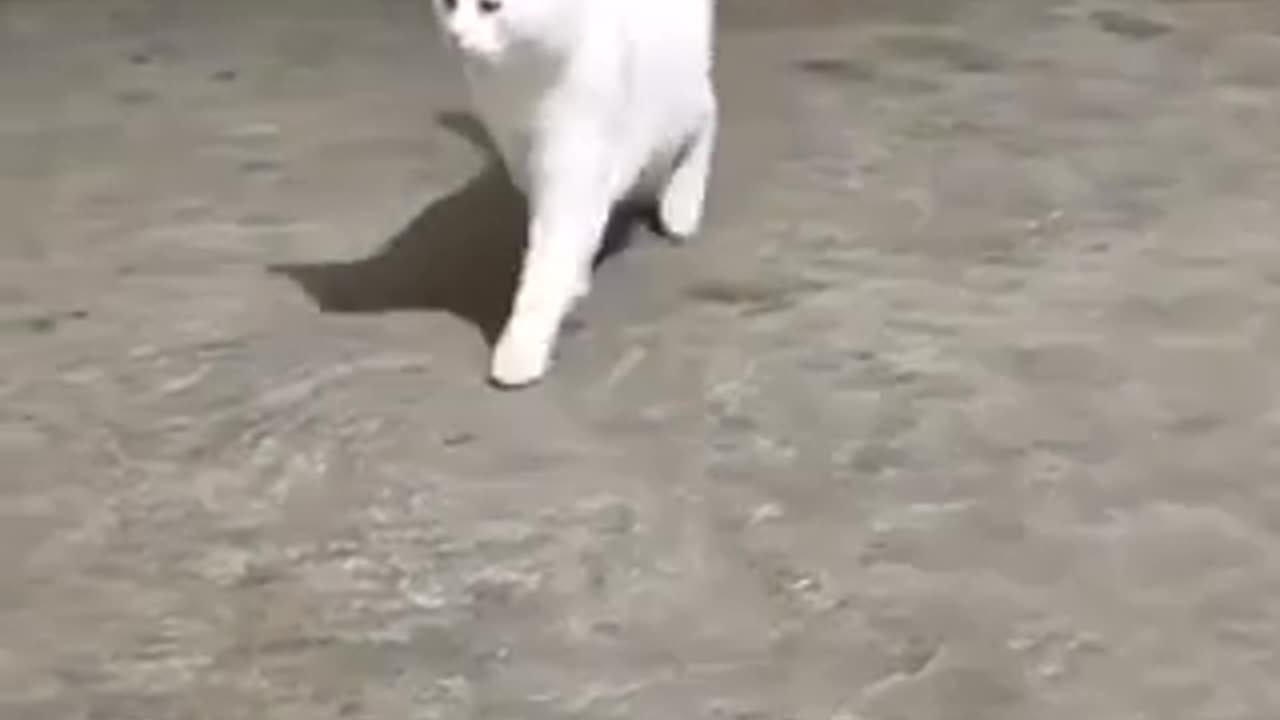 Amazing cat