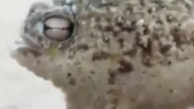 A plump frog