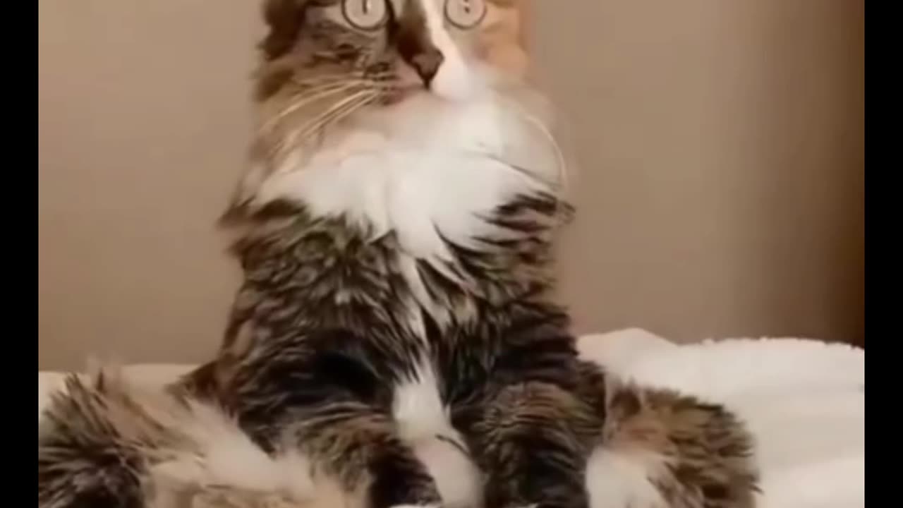 Cat funny reactions