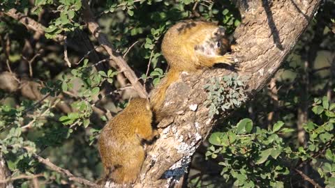 Bush squirrels in a tree