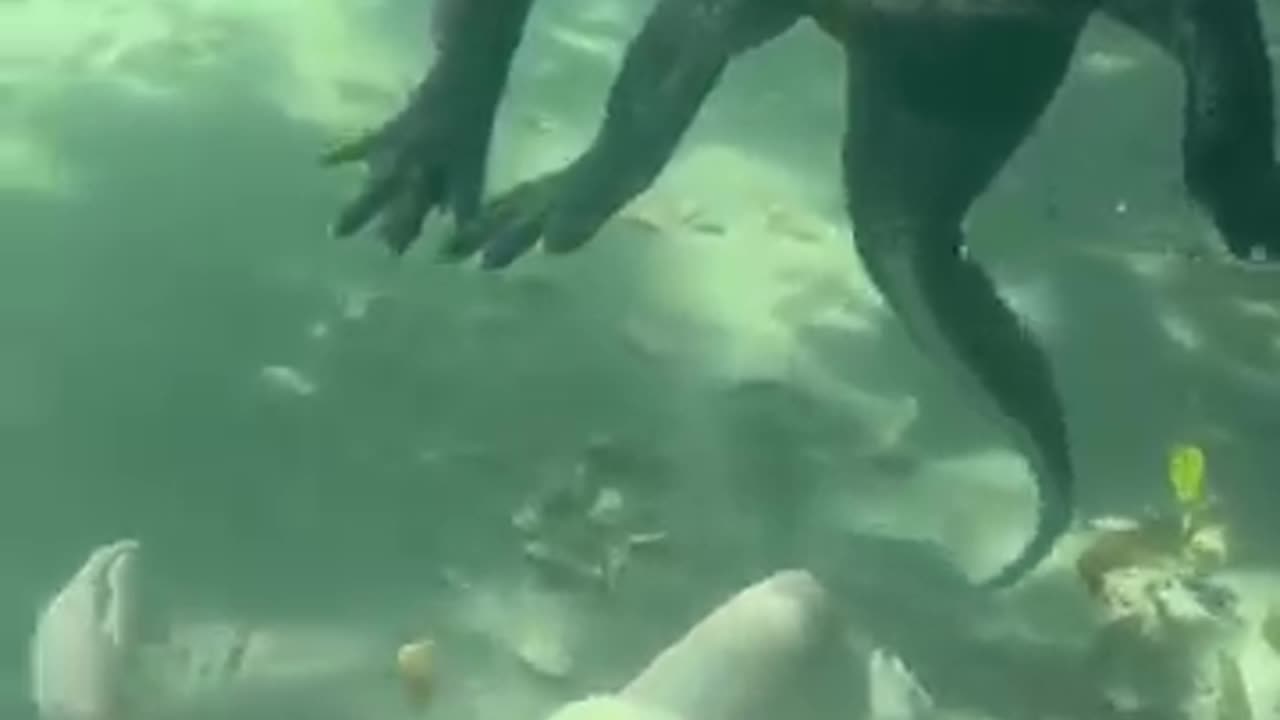 Swimming with Crocodile under water Video