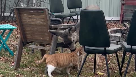 Cat Makes a Deer Friend