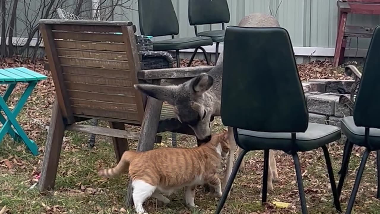 Cat Makes a Deer Friend