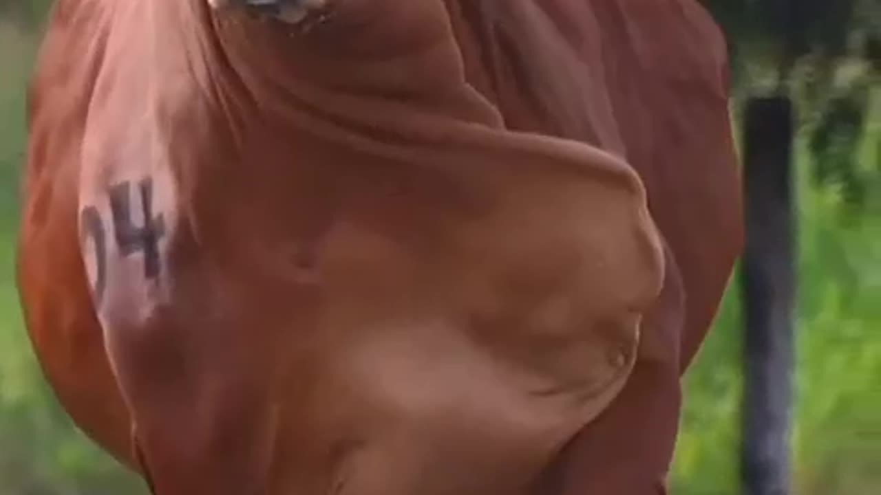 nice cow