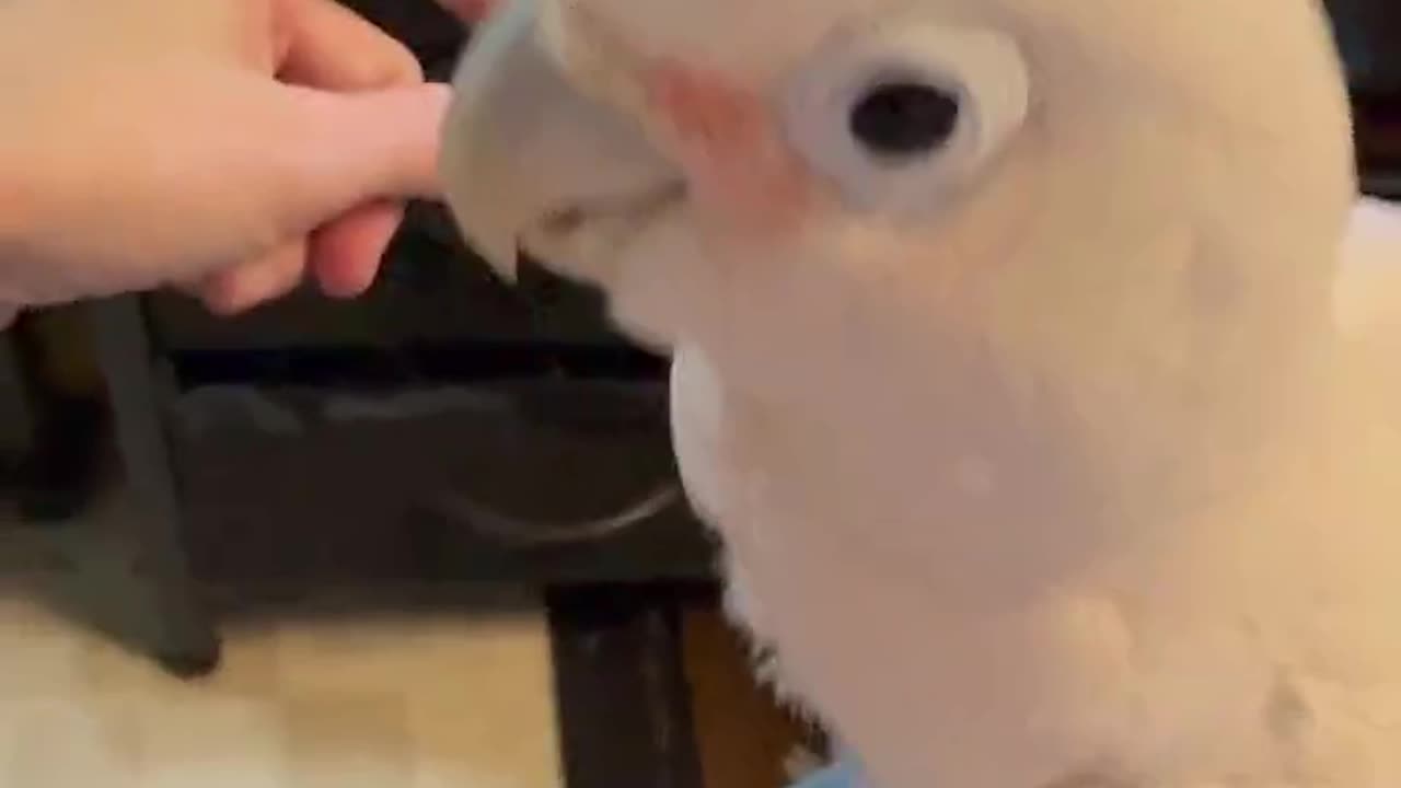 Goffins cockatoo Boo's Beat Betrayal 😂🦜🎵