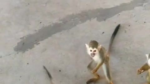 monkeys