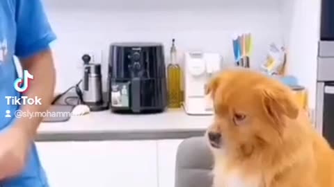 Funny dog lol!!! 😂😜