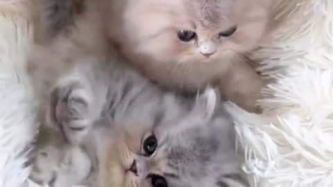 What charming kittens