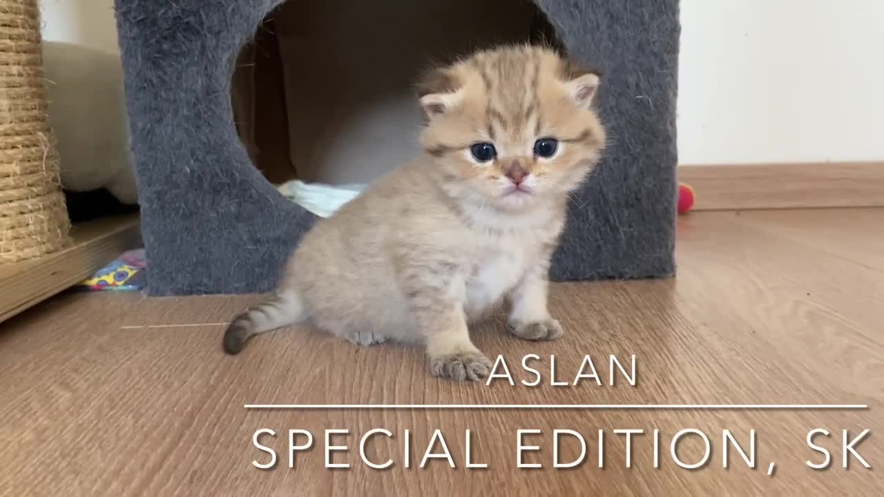 Aslan Special Edition, SK - first steps 3 weeks old