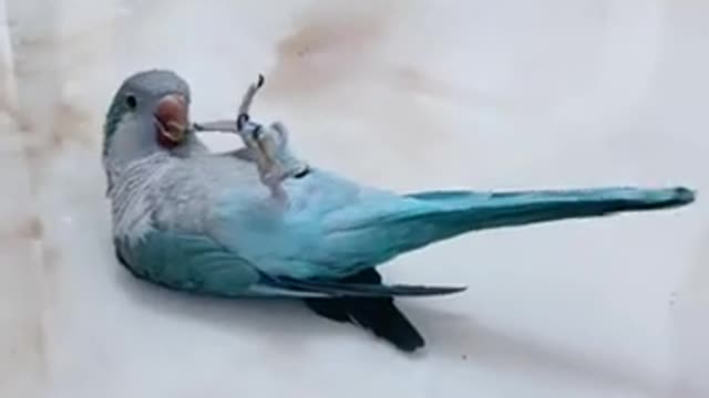 Funny Video Smart Bird_Smart Parrot Videos Compilation