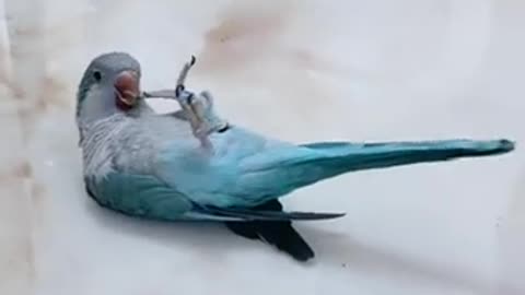 Funny Video Smart Bird_Smart Parrot Videos Compilation