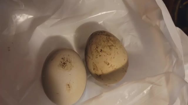 Paw Paw Built A New Quail Cage