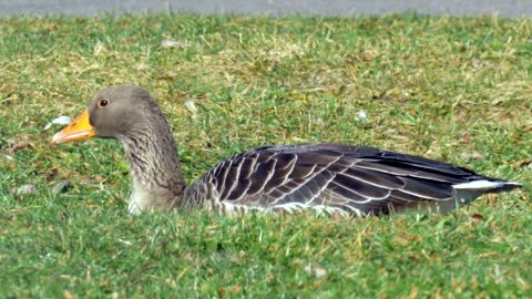 Goose Meadow Bird Animal Nature Poultry Head