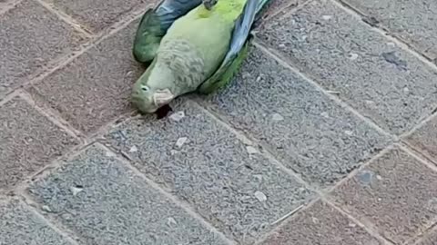 ממשיכים לזרום תיעודים מטרידים על ציפורים יונים שנופלות מהשמיים