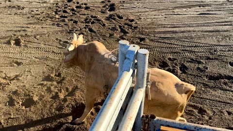 PSOM: Rodeo Way of Life