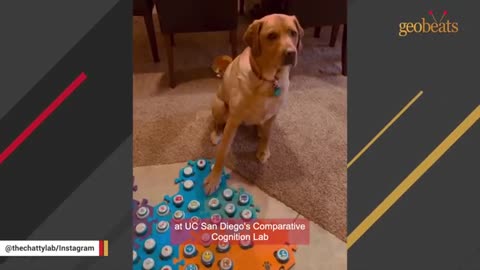 clever dog and good