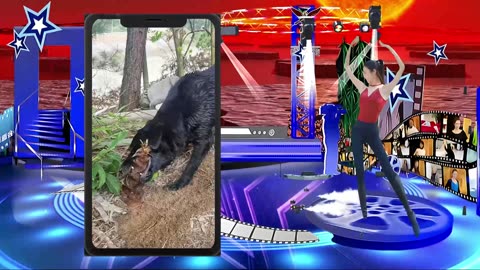 What do dogs want to do