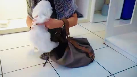 MALTESE PUPPY, FIRST GROOMING WITH SCISSOR 🐶❤️✂️cuteness guaranteed!