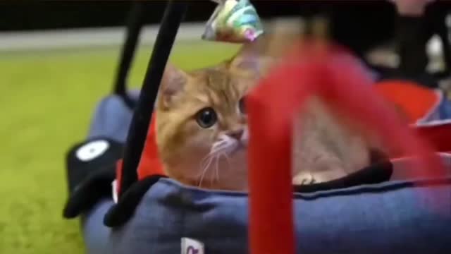 Funny cats 🤣🤣