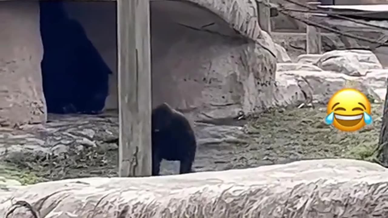Funny animals😂😂