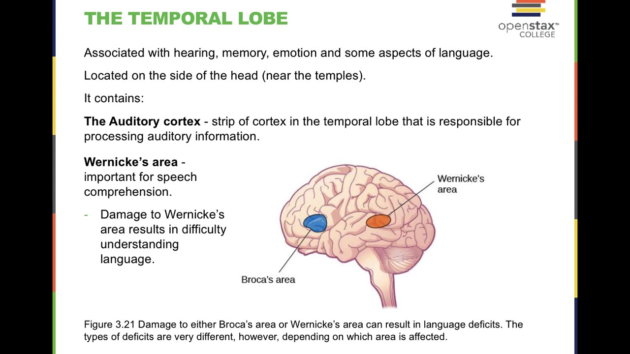 OpenStax Psychology 2e Chapter 3: Biopsychology