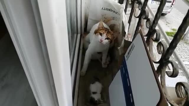 Funny Cats Videos 😽