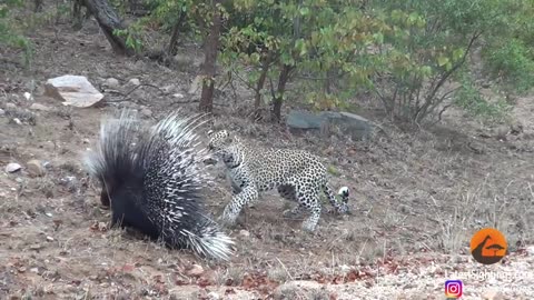 Silly. leopard taking on porcupine at high speed will. make your day