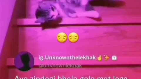 Cat sed video