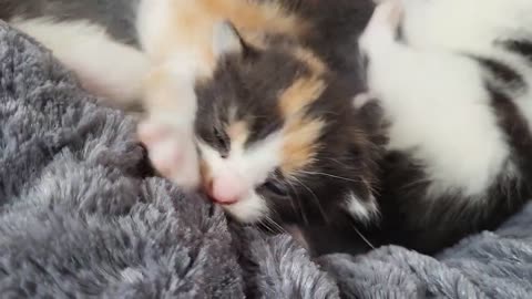 1 day old baby kittens