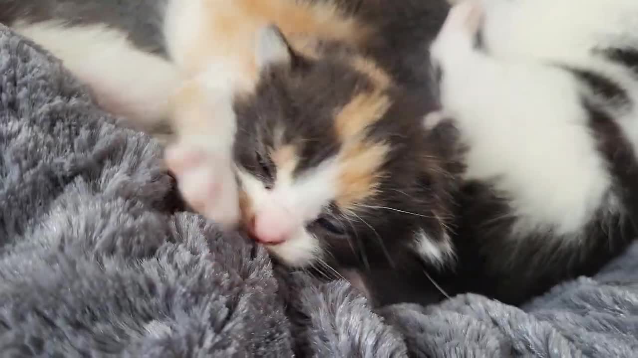 1 day old baby kittens