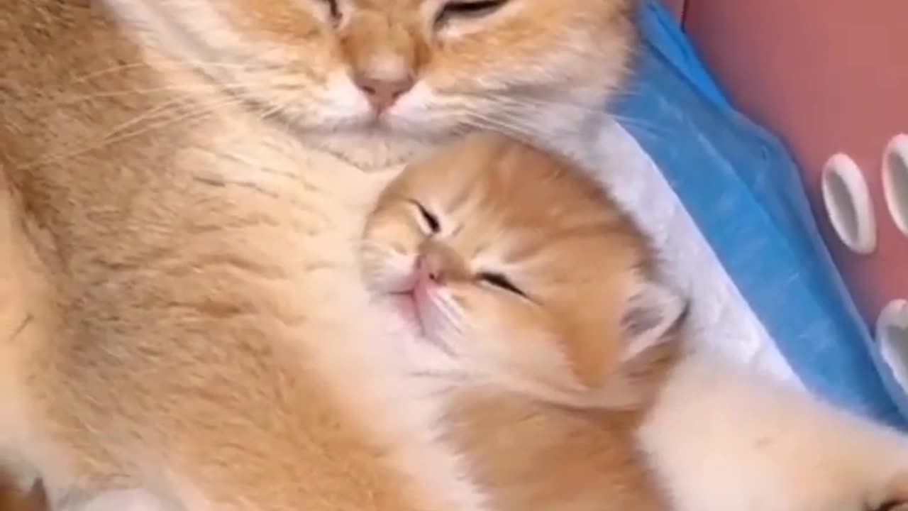 Funny cat 😸😸