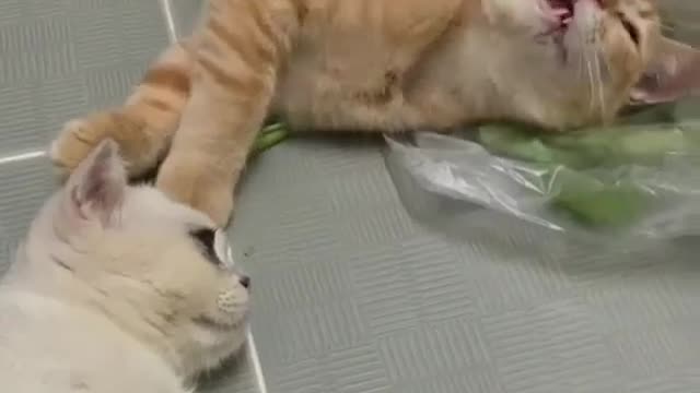 Cat's funny sneeze😀