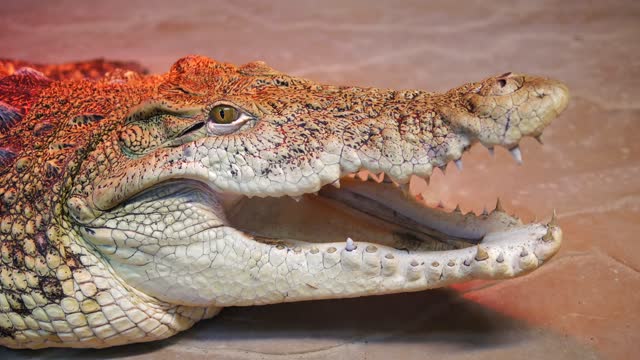 Nile Crocodile Opens Mouth Showing Teeth - A shot showing his power