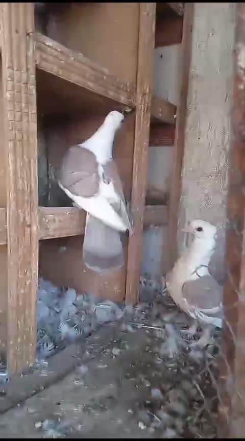 Sadal amrican beautiful breeder pair pigeon