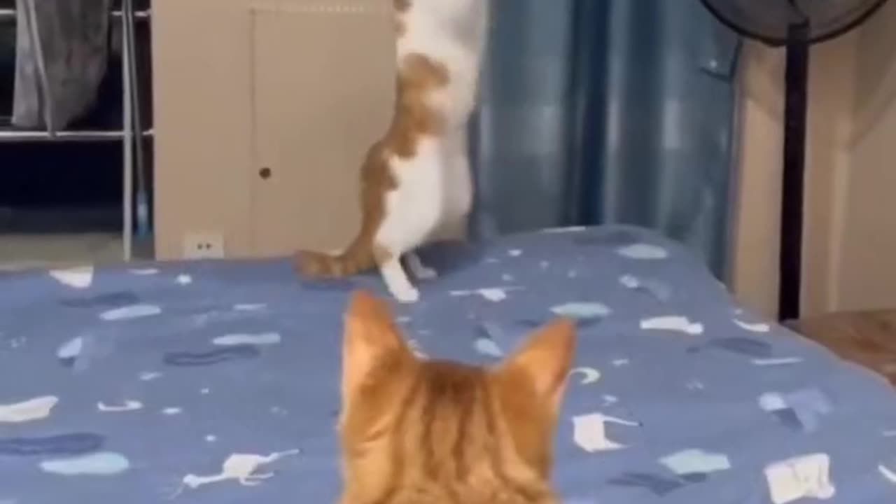 Funniest cat video 😂📸