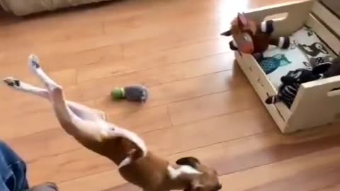 Yoga Dog - Funny Animals